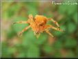orange horned spider