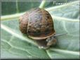 pictures of a snail