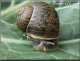  snail photo