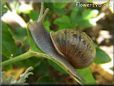  snail pic
