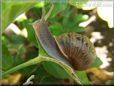  snail image