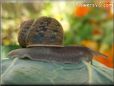  snail