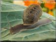  snail