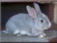 grey white rabbit