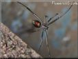 brown orange widow spider