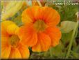orange nasturtium flower