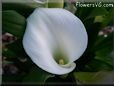 white calla lily flower