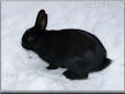 pet black rabbit picture