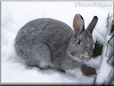  gray pet rabbit picture