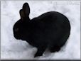 black rabbit picture