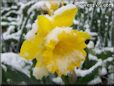 snow yellow daffodil picture