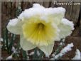 winter daffodil flower