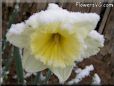 snow daffodil flower