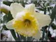 winter white daffodil picture