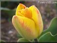 yellow pink tulip flower
