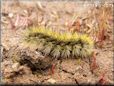 black gold hairy fuzzy caterpillar picture
