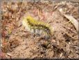  caterpillar picture