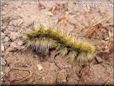 caterpillar picture