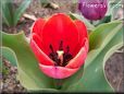 red black tulip flower