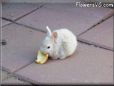 cute baby white rabbit picture