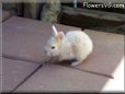 small baby white rabbit picture