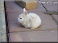  white rabbit picture