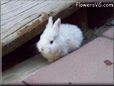  white rabbit picture
