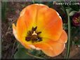 orange red tulip flower