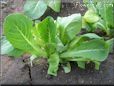 small lettuce