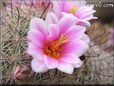 pink cactus flower pictures