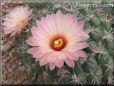 peach cactus flower