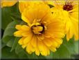 yellow calendula flower