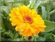 light orange calendula flower