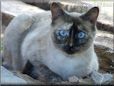 blue eyed cat picture