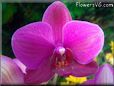 purple moth orchid pictures