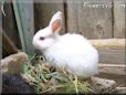 white rabbit