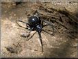 black widow spider picture
