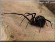 black widow spider image