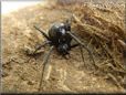 black widow spider wallpaper picture