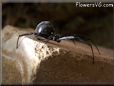 black widow spider picture