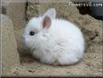 white baby bunny