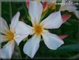 white oleander flower