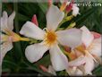 oleander flower