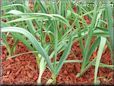 garlic herb plant