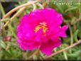 purple moss rose flower