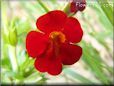 dark red mimulus flower