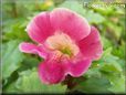 pink mimulus monkey flower