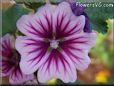 purple mallow pictures