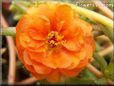 orange moss rose flower