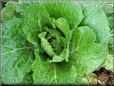 small head lettuce